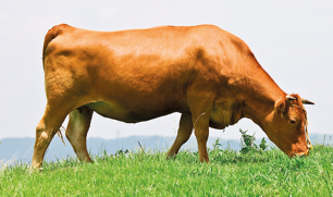Fotografia de um bovino com a pelagem com coloração marrom avermelhada, em um pasto.