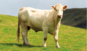 Fotografia de um bovino com a pelagem com coloração branca, em um pasto.