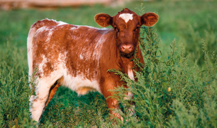 Fotografia de um bovino com a pelagem com coloração marrom avermelhada e manchas brancas, em um pasto.