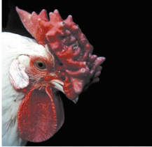 Fotografia da cabeça de uma galinha com penas brancas, com destaque para a crista, estrutura com coloração vermelha, volumosa e longa, recobrindo todo o bico e toda a cabeça, a superfície é irregular e apresenta projeções.