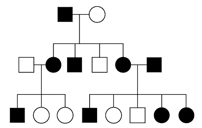 Ilustração de um heredograma no sentido vertical e com três linhas. Linha 1: quadrado preenchido ligado a um círculo não preenchido. Essa ligação bifurca para linha 2 conectando a quatro elementos: círculo preenchido, quadrado preenchido, quadrado não preenchido e círculo preenchido. À esquerda, o primeiro círculo não preenchido está ligado a um quadrado não preenchido, e essa ligação bifurca para linha 3 com três elementos conectados: quadrado preenchido, círculo não preenchido e círculo não preenchido. Na linha 2, à direita, o círculo preenchido está ligado a um quadrado preenchido e essa ligação bifurca para linha 3 com cinco elementos conectados: quadrado preenchido, círculo não preenchido, quadrado não preenchido, círculo preenchido e círculo preenchido.