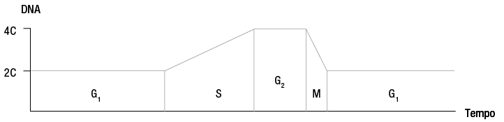 Gráfico de linha que exibe a quantidade de D N A na célula. O eixo vertical representa a quantidade de D N A com os valores 2 C e 4 C, enquanto no eixo horizontal está o tempo de cada fase do ciclo celular. Na fase G 1, há a quantidade de 2 C de D N A, na fase S, a quantidade sobe para 4 C, enquanto na fase G 2, a quantidade se mantém em 4 C. Há uma diminuição brusca e rápida para 2 C na fase M, estabilizando nessa quantidade na fase G 1 novamente.
