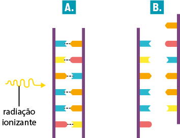 Ilustração de uma seta ondulada com a indicação: radiação ionizante; ela aponta para 2 barras paralelas identificadas pela letra A e que contém 6 pares de segmentos coloridos de cada lado encostados na parte interna das barras e conectados aos pares por um tracejado. Ao lado, há outras 2 barras paralelas identificadas pela letra B e que contém 6 pares de segmentos coloridos de cada lado encostados na parte interna das barras; a barra da direita está deslocada para cima com a distância de um segmento.