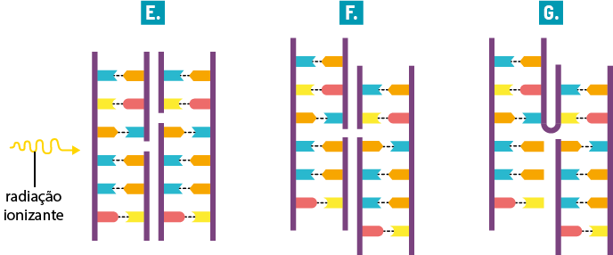 Ilustração de uma seta ondulada com a indicação: radiação ionizante; ela aponta para 2 barras paralelas e que contém 6 pares de segmentos coloridos de cada lado encostados na parte interna das barras e conectados aos pares por um tracejado, com a barra da direita levemente separada ao meio. Elas estão identificadas pela letra E, e na mesma indicação também há outras 2 barras paralelas ao lado, que contém 6 pares de segmentos coloridos de cada lado encostados na parte interna das barras e conectados aos pares por um tracejado, com a barra da esquerda levemente separada estando uma parte menor com 2 segmentos e outra parte com 4. Identificadas pela letra F, há 2 barras paralelas e que contém 6 pares de segmentos coloridos de cada lado encostados na parte interna das barras e conectados aos pares por um tracejado, com a barra da direita está levemente separada ao meio aos segmentos da barra paralela ao lado que está separada ao meio com 3 segmentos em cada parte. Há outras 2 barras paralelas ao lado, que contém 6 pares de segmentos coloridos de cada lado encostados na parte interna das barras e conectados aos pares por um tracejado, com a barra da esquerda levemente separada estando uma parte menor com 2 segmentos e outra parte com 4; esse conjunto de barras está levemente deslocado para baixo. Identificadas pela letra G, há outras duas barras paralelas e que contém 6 pares de segmentos coloridos de cada lado encostados na parte interna das barras, exceto na barra da direita que faz uma curva para cima na altura do terceiro segmento ficando os outros segmentos soltos; ao lado há outro conjunto de barras, parte da barra da esquerda, na altura do segundo segmento está unida à barra curvada da direita do outro conjunto e a parte dos outros 4 segmentos segue reta; a barra da direita apresenta 6 segmentos coloridos na parte interna da barra conectados aos pares da barra lateral por um tracejado.