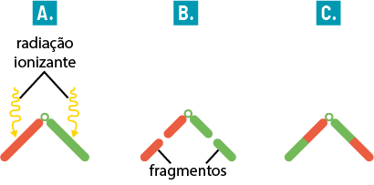 Ilustração de três etapas. Identificada pela letra A, estão duas setas onduladas para baixo com a indicação: radiação ionizante. As setas apontam para duas barras de cores diferentes, em forma de V invertido, unidas por um pequeno círculo. Ao lado, identificada pela letra B, há duas barras de cores diferentes, em forma de V invertido e separadas ao meio, unidas por um pequeno círculo; as partes separadas das barras tem a indicação: fragmentos. E, identificadas pela letra C, há duas barras, em forma de V invertido, unidas por um pequeno círculo; cada barra possui as duas cores invertidas.