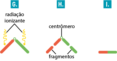 Ilustração de três etapas. Identificada pela letra G, há duas setas onduladas para baixo com a indicação: radiação ionizante. As setas apontam para duas barras de cores diferentes, em forma de V invertido, unidas por um pequeno círculo. Ao lado, identificadas pela letra H, há duas barras de cores diferentes, em forma de V invertido e separadas ao meio, unidas por um pequeno círculo com a indicação: centrômero; as partes separadas das barras tem a indicação: fragmentos. E, identificada pela letra I, há uma barra única separada em duas cores.