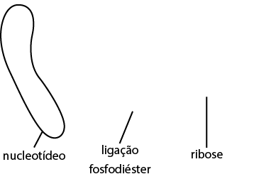 Ilustração de 6 nucleotídeos. Cada um é formado por um pentágono que representa uma base nitrogenada por uma letra e estão na seguinte ordem: A, G, C, A, G e U. Cada pentágono é ligado por um fio a outro pentágono que representa uma ribose, a qual é ligada por outro fio, com a indicação: ligação fosfodiéster, a uma bolinha que se liga a ribose do nucleotídeo ao lado.