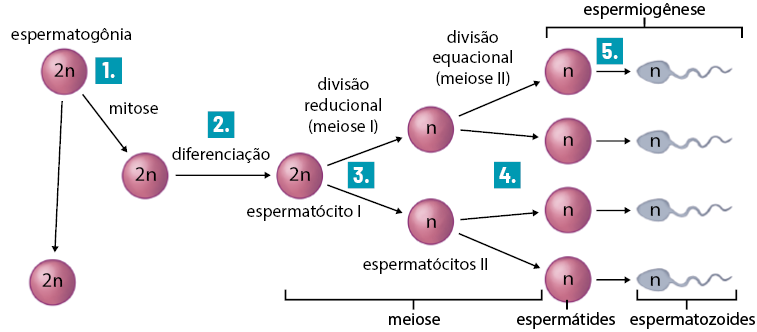 Esquema. Da esquerda para direita, identificada pelo número 1, há uma esfera representando a espermatogônia com a indicação: 2 n. Dela saem duas setas para baixo, cada uma em direção a uma espermatogônia com a indicação: 2 n, em cada. Na seta da direita está indicado: mitose. Da espermatogônia da direita sai outra seta, identificada pelo número 2, e com a indicação: diferenciação, em direção a outra esfera representando o espermatócito I com a indicação: 2 n. Desta saem duas setas, identificadas pelo número 3, e com a indicação: divisão reducional - meiose 1, em direção a duas esferas representando o espermatócito I I com a indicação: n. De cada um dos 2 espermatócitos I I saem duas setas, identificadas pelo número 4, e com a indicação: divisão equacional - meiose 2, em direção a mais duas esferas, totalizando 4 e representando as espermátides com a indicação: n. Há uma indicação: meiose, identificando a sequência que vai do espermatócito I até as setas anteriores às espermátides. De cada uma das 4 espermátides sai uma seta, identificada pelo número 5, em direção a uma figura de estrutura triangular com uma cauda representando o espermatozoide, totalizando 5, com a indicação: n, em cada um. Há uma indicação: espermiogênese, identificando a sequência que vai das espermátides aos espermatozoides.