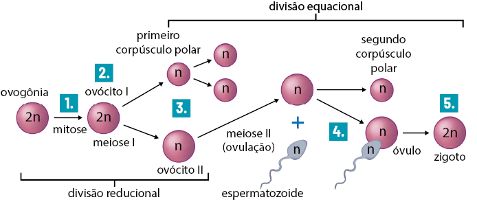 Esquema. Da esquerda para direita, há uma esfera representando a ovogônia com a indicação: 2 n. Dela sai uma seta, identificada pelo número 1, e com a indicação: mitose, em direção a outra esfera representando o ovócito I com a indicação: 2 n, e identificada pelo número 2. Desta saem duas setas com a indicação: meiose I. Uma seta vai em direção a uma esfera menor representando o primeiro corpúsculo polar com a indicação: n, e deste saem 2 setas em direção a outras duas esferas também menores com a indicação: n. A outra seta vai em direção a outra bolinha representando o ovócito I I. Esta etapa é identificada pelo número 3. Do ovócito I I sai uma seta com a indicação: meiose 2 – ovulação, em direção a outra bolinha com a indicação: n. Embaixo dela há um sinal de mais e, logo abaixo, uma figura de estrutura triangular com uma cauda representando o espermatozoide com a indicação: n. Deste ovócito I I saem duas setas, identificada pelo número 4, em direção a outras duas bolinhas, a de cima, menor, representando o segundo corpúsculo polar, com a indicação: n, e a debaixo, maior, representando o óvulo e com um espermatozoide sobrepondo parte dele. Deste óvulo sai uma seta em direção a outra bolinha representando o zigoto, identificado pelo número 5, com a indicação: 2 n