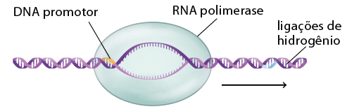 Ilustração de uma dupla hélice horizontal com um trecho final identificado por D N A promotor, que passa por dentro de uma figura oval com a indicação: R N A polimerase; dentro dessa figura a dupla hélice se abre em duas fitas, voltando a sua conformação de hélice ao sair de dentro da figura oval. Embaixo dessa dupla hélice há uma seta para direita e entre as duas fitas da dupla hélice há traços com a indicação: ligações de hidrogênio.