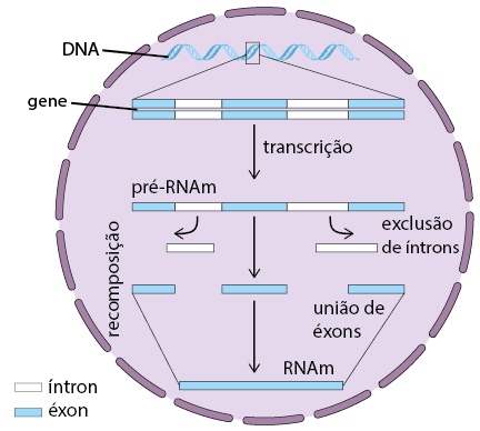 Ilustração de um círculo tracejado representando o núcleo, e dentro dele, na parte superior, há uma figura de uma dupla hélice representando o D N A. Deste há uma ampliação de um trecho representando o gene na forma de uma sequência linear dupla de 5 blocos alternados, indicando íntrons e éxons. Uma seta aponta para baixo, com a indicação: transcrição, para uma sequência linear de 5 blocos alternados representando o pré – R N A m. Deste saem setas, ilustrando a retirada dos 2 blocos intercalados, indicando a exclusão de íntrons. Dos 3 blocos restantes sai uma seta com a indicação: união de éxons - recomposição; e logo abaixo, há um retângulo único bloco representando o R N A m.