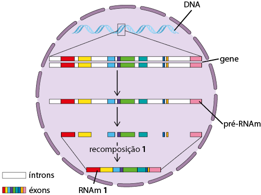 Ilustração de um círculo tracejado representando o núcleo, e dentro dele, na parte superior, há uma figura de uma dupla hélice representando o D N A. Deste há uma ampliação de um trecho representando o gene na forma de uma sequência linear dupla de vários blocos alternados, de tamanhos e cores variadas, indicando íntrons e éxons. Uma seta aponta para baixo para uma sequência linear de vários blocos alternados, de tamanhos e cores variadas representando o pré – R N A m. Deste sai uma seta para baixo com blocos intercalados, indicando a exclusão de íntrons; destes blocos restantes sai uma seta com a indicação: recomposição 1, e logo abaixo, uma sequência linear de vários blocos, de tamanhos e cores variadas e a indicação no primeiro bloco: R N A m 1.