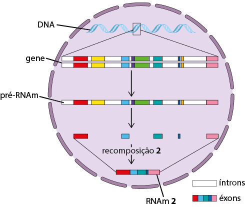Ilustração de um círculo tracejado representando o núcleo, e dentro dele na parte superior, há uma figura de uma dupla hélice representando o D N A. Deste há uma ampliação de um trecho representando o gene na forma de uma sequência linear dupla de vários blocos alternados, de tamanhos e cores variadas, indicando íntrons e éxons. Uma seta aponta para baixo para uma sequência linear de vários blocos alternados, de tamanhos e cores variadas representando o pré – R N A m. Deste sai uma seta para baixo com blocos intercalados, indicando a exclusão de íntrons e também alguns éxons; destes blocos restantes sai uma seta com a indicação: recomposição 2, e logo abaixo, uma sequência linear de vários blocos, de tamanhos e cores variadas e a indicação no último bloco: R N A m 2.