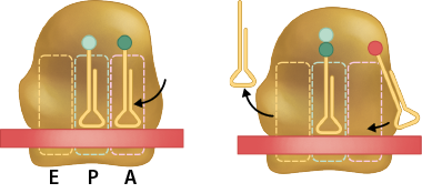 Esquema com duas ilustrações. À esquerda, há uma ilustração de um ribossomo representado por uma figura arredondada e que possui um retângulo o atravessando horizontalmente. O ribossomo apresenta três divisões, na do meio e na da direita há uma estrutura de base triangular com 2 traços para cima e com uma esfera saindo de um deles. Na estrutura da direita está chegando uma seta. Da esquerda para direita há a indicação: E, na primeira divisão, P, na segunda e A, na terceira. A segunda ilustração ao lado apresenta um ribossomo representado por uma figura arredondada e que possui um retângulo o atravessando horizontalmente. O ribossomo apresenta três divisões, na da esquerda está saindo uma seta em direção a uma estrutura de base triangular com 2 traços para cima que se encontra ao lado do ribossomo; na do meio há uma estrutura de base triangular com 2 traços para cima e com 2 esferas unidas saindo de um deles. Na da direita, um pouco deslocado para o lado, há uma estrutura de base triangular com 2 traços para cima e com uma esfera saindo de um deles. Uma seta está saindo dessa estrutura em direção ao centro da divisão.