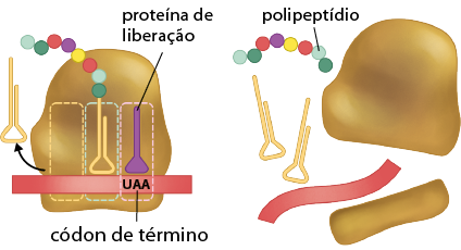 Esquema com duas ilustrações. À esquerda, há uma ilustração de um ribossomo representado por uma figura arredondada e que possui um retângulo o atravessando horizontalmente e neste há o códon de término: U A A. O ribossomo apresenta três divisões, na qual mais à direita há uma proteína de liberação representada por uma estrutura triangular com a parte superior retangular; ela está ligada ao códon de término. À esquerda dessa proteína há outra estrutura de base triangular com 2 traços para cima e com várias esferas coloridas saindo de um deles. E na divisão mais à esquerda há uma seta apontando para mais uma estrutura semelhante a anterior. A segunda ilustração está ao lado, nela há o ribossomo dividido em 2 partes e do meio está saindo um retângulo representado na ilustração anterior, juntamente com duas estruturas de bases triangulares e 2 traços para cima em cada uma. Acima destas há uma fileira de esferas coloridas e em uma há a indicação: polipeptídio.