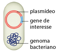 Ilustração de uma figura de forma oval. No interior, há um pequeno círculo com a indicação: plasmídeo; uma pequena parte desse círculo tem uma cor diferente com a indicação: gene de interesse. Abaixo, há um emaranhado de filamentos com a indicação: genoma bacteriano.