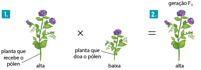 Esquema com ilustrações em sequência no sentido horizontal. Inicia com a etapa 1, uma planta com caule longo e flores denominadas de alta, com a indicação de planta que recebe o pólen. Sinal de multiplicação, em seguida uma planta com caule curto e uma flor, denominada baixa, com a indicação planta que doa o pólen. Sinal de igual, etapa 2, uma planta com caule longo e flores, denominada de alta, com a indicação de geração F 1.