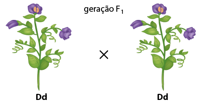 Ilustração nomeada geração F 1. Há uma planta com caule longo e flores denominada D maiúsculo d minúsculo, sinal de multiplicação, e outra planta com caule longo e flores denominada D maiúsculo d minúsculo.