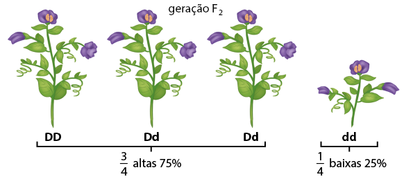 Ilustração nomeada geração F 2, com quatro plantas: as três primeiras com caule longo e flores e a última planta com caule curto e flores. A primeira planta é denominada D maiúsculo D maiúsculo, a segunda planta denominada D maiúsculo d minúsculo e a terceira planta denominada D maiúsculo d minúsculo. As três plantas estão com a indicação três quartos altas 75 por cento. A quarta planta denominada d minúsculo d minúsculo está com a indicação um quarto baixas 25 por cento.