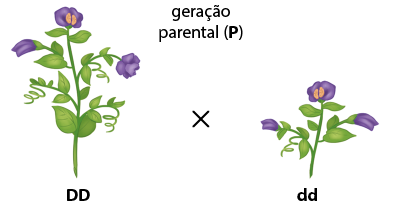 Ilustração nomeada geração parental (P maiúsculo). Há uma planta com caule longo e flores, denominada D maiúsculo D maiúsculo, sinal de multiplicação, outra planta com caule curto e flores denominada d minúsculo d minúsculo.