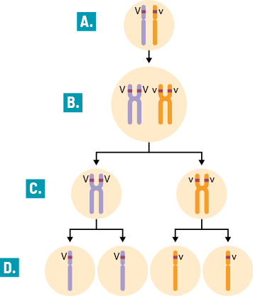 Esquema em sequência na vertical com 4 etapas. Inicia na parte superior com a etapa A, dentro de um círculo dois filamentos na vertical, compostos por uma parte superior mais curta e uma inferior mais longa, um filamento com coloração roxa intitulado V maiúsculo e um de coloração laranja intitulado v minúsculo. Seta para baixo, etapa B, dentro de um círculo, estão duas estruturas com formato da letra X, compostas por um braço curto na parte superior e um braço longo na parte inferior. Uma estrutura com coloração roxa e em cada braço curto a indicação V maiúsculo e uma estrutura com coloração laranja e em cada braço curto a indicação v minúsculo. Das estruturas bifurca para a etapa C, com dois círculos, um com a estrutura em X com coloração roxa e a indicação V maiúsculo no braço superior e o outro com a estrutura em X com coloração laranja e a indicação v minúsculo no braço superior. Bifurca para a etapa D, com quatro círculos, na qual em dois círculos há um filamento roxo com a indicação da letra V maiúscula na porção superior e os outros dois círculos, em cada um há um filamento com a indicação da letra v minúsculo na porção superior.