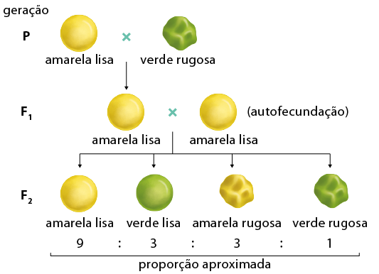 Esquema em sequência na vertical. Inicia na primeira linha com a geração P, uma esfera amarela com superfície lisa denominada amarela lisa, sinal de multiplicação, e uma esfera verde com superfície irregular denominada verde rugosa. Delas saem uma seta para baixo. Segunda linha: geração F 1, uma esfera amarela lisa, sinal de multiplicação e outra esfera amarela lisa, com a indicação (autofecundação). Há uma bifurcação com 4 setas para baixo. Terceira linha, geração F 2, uma esfera amarela lisa, uma esfera verde lisa, uma esfera amarela rugosa e uma esfera verde rugosa. Abaixo de cada uma das esferas da terceira linha estão os seguintes números indicados como proporção aproximada: 9 para 3 para 3 para 1, respectivamente.