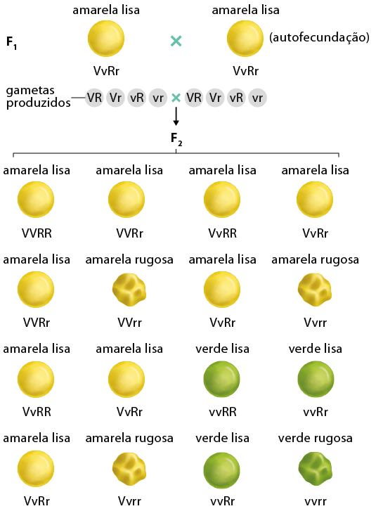 Esquema em sequência na vertical. Inicia com a geração F 1, uma esfera amarela com superfície lisa denominada amarela lisa com a indicação V maiúsculo v minúsculo R maiúsculo r minúsculo, sinal de multiplicação, outra esfera amarela lisa com a indicação V maiúsculo v minúsculo R maiúsculo r minúsculo e a indicação (autofecundação). Na segunda linha estão os gametas produzidos, abaixo da amarela lisa a indicação V maiúsculo R maiúsculo, V maiúsculo r minúsculo, v minúsculo R maiúsculo, v minúsculo r minúsculo, sinal de multiplicação, abaixo da outra esfera amarela, V maiúsculo R maiúsculo, V maiúsculo r minúsculo, v minúsculo R maiúsculo, v minúsculo r minúsculo. Uma seta aponta para baixo com a indicação F 2. E na sequência há 4 linhas, sendo elas: Primeira linha: esfera amarela lisa V maiúsculo V maiúsculo R maiúsculo R maiúsculo, esfera amarela lisa V maiúsculo V maiúsculo R maiúsculo r minúsculo, esfera amarela lisa V maiúsculo v minúsculo R maiúsculo R maiúsculo e esfera amarela lisa V maiúsculo v minúsculo R maiúsculo r minúsculo. Segunda linha: esfera amarela lisa V maiúsculo V maiúsculo R maiúsculo r minúsculo, esfera amarela rugosa V maiúsculo V maiúsculo r minúsculo r minúsculo, esfera amarela lisa V maiúsculo v minúsculo R maiúsculo r minúsculo e esfera amarela rugosa V maiúsculo v minúsculo r minúsculo r minúsculo. Terceira linha: esfera amarela lisa V maiúsculo v minúsculo R maiúsculo R maiúsculo, esfera amarela lisa V maiúsculo v minúsculo R maiúsculo r minúsculo, esfera verde lisa v minúsculo v minúsculo R maiúsculo R maiúsculo e esfera verde lisa v minúsculo v minúsculo R maiúsculo r minúsculo. Quarta linha: esfera amarela lisa V maiúsculo v minúsculo R maiúsculo r minúsculo, esfera amarela rugosa V maiúsculo v minúsculo r minúsculo r minúsculo, esfera verde liso v minúsculo v minúsculo R maiúsculo r minúsculo e esfera verde rugosa v minúsculo v minúsculo r minúsculo r minúsculo.