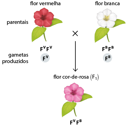 Ilustração de um esquema na vertical. Inicia com os parentais, uma flor com pétalas vermelhas e folhas verdes, nomeado flor vermelha com a indicação F maiúsculo V maiúsculo sobrescrito F maiúsculo V maiúsculo sobrescrito, sinal de multiplicação, uma flor com pétalas brancas e folhas verdes, nomeada flor branca com a indicação F maiúsculo B maiúsculo sobrescrito F maiúsculo B maiúsculo sobrescrito. Abaixo, estão os gametas produzidos, da flor vermelha: F maiúsculo V maiúsculo sobrescrito e da flor branca: F maiúsculo B maiúsculo sobrescrito. Do sinal de multiplicação parte uma seta para baixo, para a flor cor-de-rosa (F 1), uma flor com pétalas cor-de-rosa e folhas verdes, com a indicação F maiúsculo V maiúsculo sobrescrito F maiúsculo B maiúsculo sobrescrito.