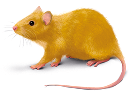 Ilustração de um rato com pelagem com coloração em tons de amarelo e olhos pretos.