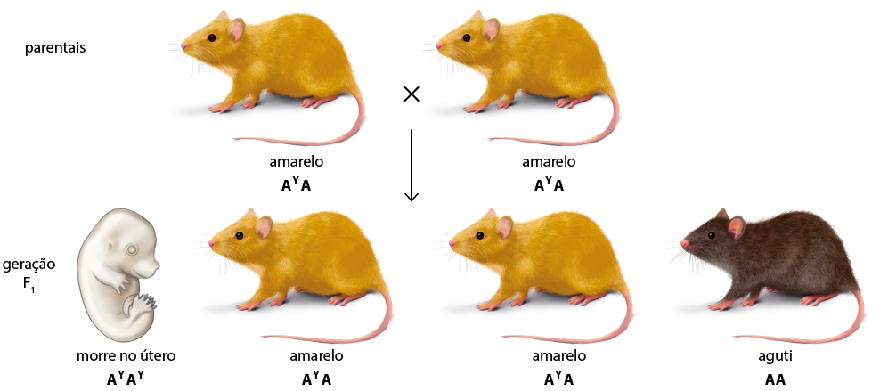 Esquema na vertical. Inicia com os parentais, rato com pelagem em tons amarelos, nomeado amarelo e indicação A maiúsculo Y sobrescrito A maiúsculo, sinal de multiplicação, rato com pelagem em tons amarelos, nomeado amarelo e indicação A maiúsculo Y sobrescrito A maiúsculo. Do sinal de multiplicação parte seta para baixo, nomeada geração F 1, quatro ratos, o primeiro rato: um feto de um rato com coloração branca, intitulado morre no útero, e a indicação A maiúsculo Y sobrescrito A maiúsculo Y sobrescrito, segundo rato: rato amarelo e indicação A maiúsculo Y sobrescrito A maiúsculo, terceiro rato: rato amarelo e indicação A maiúsculo Y sobrescrito A maiúsculo, quarto rato: rato com pelagem em tons de marrom, nomeado aguti e indicação A maiúsculo A maiúsculo.