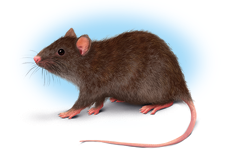 Ilustração de um rato com pelagem com coloração em tons de marrom e olhos pretos.