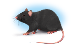 Ilustração de um rato com pelagem preta e olhos pretos.
