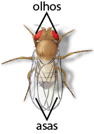 Ilustração de uma mosca, com destaque para os olhos vermelhos e as asas longas fechadas acima do corpo.