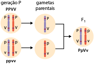 Esquema no sentido horizontal. Inicia com a geração P composta por dois círculos e dentro de cada um, um par de estruturas cilíndricas e finas, com as extremidades arredondadas, compostos por duas partes, uma superior mais curta e uma inferior mais comprida, logo abaixo das extremidades superior e inferior, há uma região em destaque. No primeiro círculo nomeado P maiúsculo P maiúsculo V maiúsculo V maiúsculo, as estruturas são azul e vermelha e têm na região superior a indicação de P maiúsculo e na região inferior de V maiúsculo. O segundo círculo, nomeado p minúsculo p minúsculo v minúsculo v minúsculo, as estruturas azul e vermelha têm na região superior a indicação de p minúsculo e na região inferior de v minúsculo. Do primeiro círculo sai uma seta para direita para o terceiro círculo com a estrutura azul e na região superior a indicação P maiúsculo e na região inferior V maiúsculo. Do segundo círculo sai uma seta para direita para o quarto círculo com a estrutura vermelha e na região superior a indicação p minúsculo e na região inferior v minúsculo. O segundo e terceiro círculos são nomeados gametas parentais, deles sai uma seta para direita, para o quinto círculo nomeado F1, dentro uma estrutura azul, com a indicação P maiúsculo na região superior e V maiúsculo na região inferior e uma estrutura vermelha com a indicação p minúsculo na região superior e v minúsculo na região inferior, o círculo é nomeado P maiúsculo p minúsculo V maiúsculo v minúsculo.