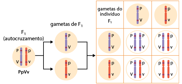 Esquema no sentido horizontal. Inicia com a geração F 1 (autocruzamento) composta por um círculo preenchido e dentro um par de estruturas cilíndricas e finas, com as extremidades arredondadas, compostas por duas partes, uma superior mais curta e uma inferior mais comprida, logo abaixo das extremidades superior e inferior, uma região em destaque. No primeiro círculo preenchido nomeado P maiúsculo p minúsculo V maiúsculo v minúsculo, há uma estrutura azul, a qual tem na região superior a indicação P maiúsculo e na região inferior V maiúsculo e há uma estrutura vermelha tem na região superior a indicação p minúsculo e na região inferior v minúsculo, seta bifurca para direita. Segundo círculo preenchido com a estrutura azul e na região superior a indicação P maiúsculo e na região inferior V maiúsculo e terceiro círculo preenchido com a estrutura vermelha e na região superior a indicação p minúsculo e na região inferior v minúsculo. O segundo e terceiro círculos preenchidos são nomeados gametas de F 1. Deles sai uma seta para direita em direção a um quadro. O quadro é composto por três colunas e três linhas. Coluna 1: linha 1, gametas do indivíduo F 1, linha 2 um círculo preenchido com a estrutura azul e na região superior a indicação p minúsculo e na região inferior V maiúsculo, linha 3 um círculo preenchido com a estrutura vermelha e na região superior a indicação p minúsculo e na região inferior v minúsculo. Coluna 2: linha 1, um círculo preenchido com a estrutura azul e na região superior a indicação p minúsculo e na região inferior V maiúsculo, linha 2, um círculo não preenchido com um par de estruturas azuis e na região superior a indicação p minúsculo e na região inferior V maiúsculo, linha 3, um círculo não preenchido com um par de estrutura azul e na região superior a indicação P maiúsculo e na região inferior V maiúsculo e uma estrutura vermelha e na região superior a indicação p minúsculo e na região inferior V maiúsculo. Coluna 3: linha 1, um círculo preenchido com a estrutura vermelha e na região superior a indicação p minúsculo e na região inferior V maiúsculo, linha 2, um círculo não preenchido com um par de estruturas, uma azul e na região superior a indicação P maiúsculo e na região inferior V maiúsculo e uma vermelha e na região superior a indicação p minúsculo e na região inferior v minúsculo, linha 3, um círculo não preenchido com um par de estrutura vermelha e na região superior a indicação p minúsculo e na região inferior v minúsculo.