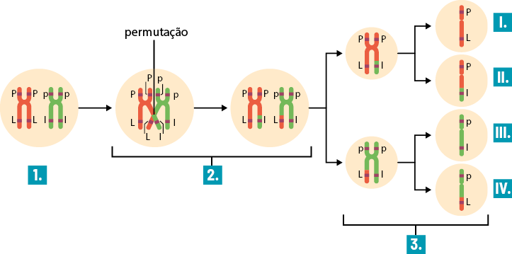 Esquema no sentido horizontal, composto por três etapas, com cromossomos em formato de X, com o braço superior curto e o braço inferior longo, sendo um cromossomo vermelho e um verde, logo abaixo das extremidades superiores e inferiores têm regiões em destaque. Etapa 1: dentro de um círculo, há um cromossomo em X vermelho, em cada braço superior a indicação P maiúsculo e em cada braço inferior a indicação L maiúsculo e um cromossomo verde, em cada braço superior a indicação p minúsculo e em cada braço inferior a indicação l minúsculo, seta para direita. Etapa 2: dividida em duas partes. Primeira parte: dentro de um círculo há um braço inferior do cromossomo vermelho cruza com um braço inferior do cromossomo verde, nomeada de permutação. Segunda parte: dentro de um círculo um cromossomo vermelho, em cada braço superior a indicação P maiúsculo, nos braços inferiores, um é vermelho com a indicação L maiúsculo e o outro é verde com a indicação de l minúsculo, e o outro cromossomo é verde, em cada braço superior a indicação p minúsculo p minúsculo e nos braços inferiores, um é vermelho com a indicação L maiúsculo e o outro é verde com a indicação de l minúsculo, bifurca para direita. Etapa 3 é dividida em duas partes. Primeira parte da bifurcação para cima: dentro de um círculo um cromossomo vermelho, em cada braço superior a indicação P maiúsculo, nos braços inferiores, um é vermelho com a indicação L maiúsculo e o outro é verde com a indicação de l minúsculo, deste bifurca para a segunda parte dividida em parte I apenas um braço do cromossomo vermelho na parte superior P maiúsculo e na inferior L maiúsculo e parte I I apenas um braço do cromossomo vermelho na parte superior P maiúsculo e na inferior verde com l minúsculo. Segunda parte bifurcação para baixo: dentro de um círculo, um cromossomo verde, em cada braço superior a indicação p minúsculo, nos braços inferiores, um é vermelho com a indicação L maiúsculo e o outro é verde com a indicação de l minúsculo, deste bifurca para a segunda parte intitulada de parte I I I apenas um braço do cromossomo verde na parte superior p minúsculo e na inferior l minúsculo e parte I V apenas um braço do cromossomo verde na parte superior p minúsculo e na inferior vermelha com L maiúsculo.