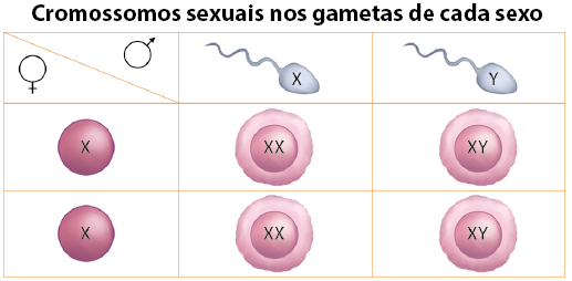 Tabela com o título: Cromossomos sexuais nos gametas de cada sexo. Na sequência do título há três linhas e três colunas. Coluna 1: linha 1, símbolos de masculino e feminino, linha 2, um círculo com a letra X, linha 3, um círculo com a letra X. Coluna 2: linha 1, um espermatozoide com a letra X na parte arredondada; linha 2, uma esfera com um círculo dentro e as letras X X; linha 3, uma esfera com um círculo dentro e as letras X X. Coluna 3: linha 1, um espermatozoide com a letra Y na parte arredonda; linha 2, uma esfera com um círculo dentro e as letras X Y; linha 3, uma esfera com um círculo dentro e as letras X Y.