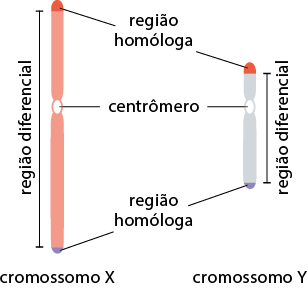 Ilustração de dois cromossomos, estruturas cilíndricas e finas, com as extremidades arredondadas, compostos por duas partes, uma superior mais curta e uma inferior mais comprida, separados por uma região circular. À esquerda, há um cromossomo X, mais comprido e à direita, um cromossomo Y mais curto. Para os cromossomos X e Y as regiões destacadas são equivalentes. Na extremidade superior, em coloração vermelha, e na região inferior em coloração azul, regiões denominadas região homóloga. A região entre a região homóloga é denominada região diferencial, e a região central, composta por uma região circular, é intitulada de centrômero.