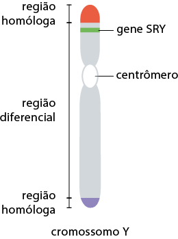 Ilustração de um cromossomo Y, estrutura cilíndrica e fina, com as extremidades arredondadas, e composto por duas partes, uma superior mais curta e uma inferior mais comprida, separados por uma região circular denominada centrômero. A extremidade superior tem coloração vermelha e a região inferior tem coloração azul, e essas regiões são denominadas região homóloga. A região entre a região homóloga, é denominada região diferencial, na região superior uma faixa destacada em verde, denominada gene S R Y.