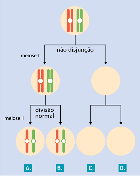Esquema no sentido vertical. Inicia dentro de um círculo com um par de cromossomos em formato de X, um vermelho e um verde, bifurca para baixo, etapa nomeada não disjunção. Bifurcação para esquerda, um círculo com um par de cromossomos em formato de X, um vermelho e um verde, nomeada meiose I, bifurcação para esquerda, um círculo vazio. Do círculo com cromossomos, parte uma bifurcação para baixo, nomeada de divisão normal, para dois círculos, um contendo um braço de cromossomo vermelho e um verde marcado com a letra A e outro círculo contendo um braço de cromossomo vermelho e um verde marcado com a letra B, nomeadas meiose 2. Do círculo vazio, bifurca para baixo para dois outros círculos vazio, intitulados C e D respectivamente.