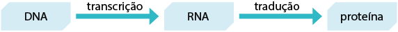 Esquema de forma sequencial: D N A, sai uma seta para R N A, e nessa seta há a indicação: transcrição; em seguida, uma seta para proteína e nessa seta há a indicação: tradução.