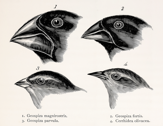 Ilustrações da cabeça de quatro pássaros numerados de 1 a 4 e seus respectivos nomes científicos. Na primeira linha, à esquerda, o pássaro número 1, Geospiza magnirostris, com bico curto e largo, e à direita, o pássaro número 2, Geospiza fortis, com a parte inferior do bico mais fina. Na segunda linha, à esquerda, o pássaro número 3, Geospiza parvula, com bico curto e pontiagudo, e à direita, o pássaro número 4, Certhidea olivacea, com bico fino e pontiagudo.