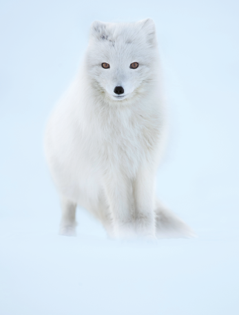 Fotografia de uma raposa, animal quadrúpede, com focinho fino, orelhas pequenas e pontiagudas, cauda longa e corpo recoberto por pelos longos e brancos.