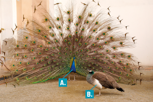 Fotografia de duas aves. Ao fundo uma ave denominada A tem o corpo com coloração azul e a cauda grande em formato de leque, com penas marrons com círculos em verde e amarelo. À frente, a ave denominada B, tem o ventre branco, asas e dorso marrom e cabeça com coloração verde e branca.