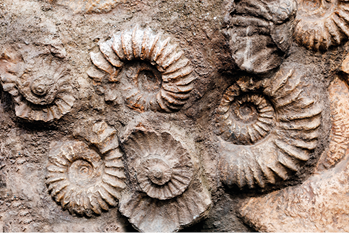 Fotografia de fósseis de conchas sobre uma rocha, estruturas em formato em espiral, com segmentos.