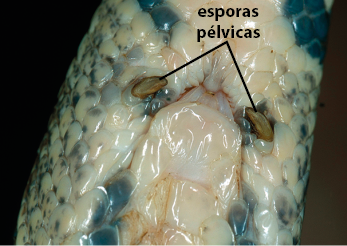 Fotografia de uma porção da parte ventral de uma cobra com destaque para as esporas pélvicas, duas estruturas semelhantes a uma garra, com formato curvo e pontiagudo.