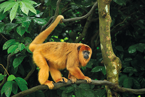 Fotografia de um macaco sobre um galho de árvore. Ele tem o corpo recoberto de pelos longos, com coloração amarela e face preta e está segurando um galho com a cauda.