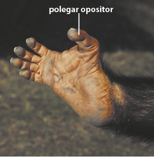 Fotografia da parte ventral do pé de um macaco. São cinco dedos com a disposição semelhante aos dedos da mão, havendo uma separação maior entre o segundo dedo e o polegar, que é denominado polegar opositor.