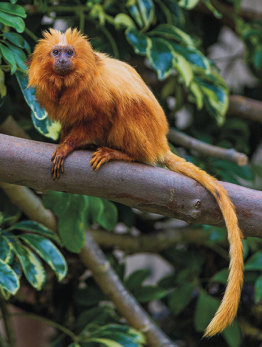 Fotografia de um macaco sobre um galho de árvore. O corpo é recoberto de pelos longos e com coloração laranja, o pelos da cabeça são espetados, a face tem coloração preta e a cauda é longa.