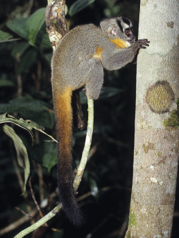 Fotografia de um primata pequeno, se segurando em um galho em uma árvore. O corpo é recoberto por pelos com coloração em tons de cinza, o peito e parte da cauda tem coloração amarela, a cauda é longa e na cabeça apresenta manchas pretas.
